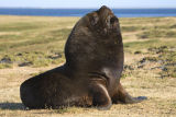 Southern Sea Lion 